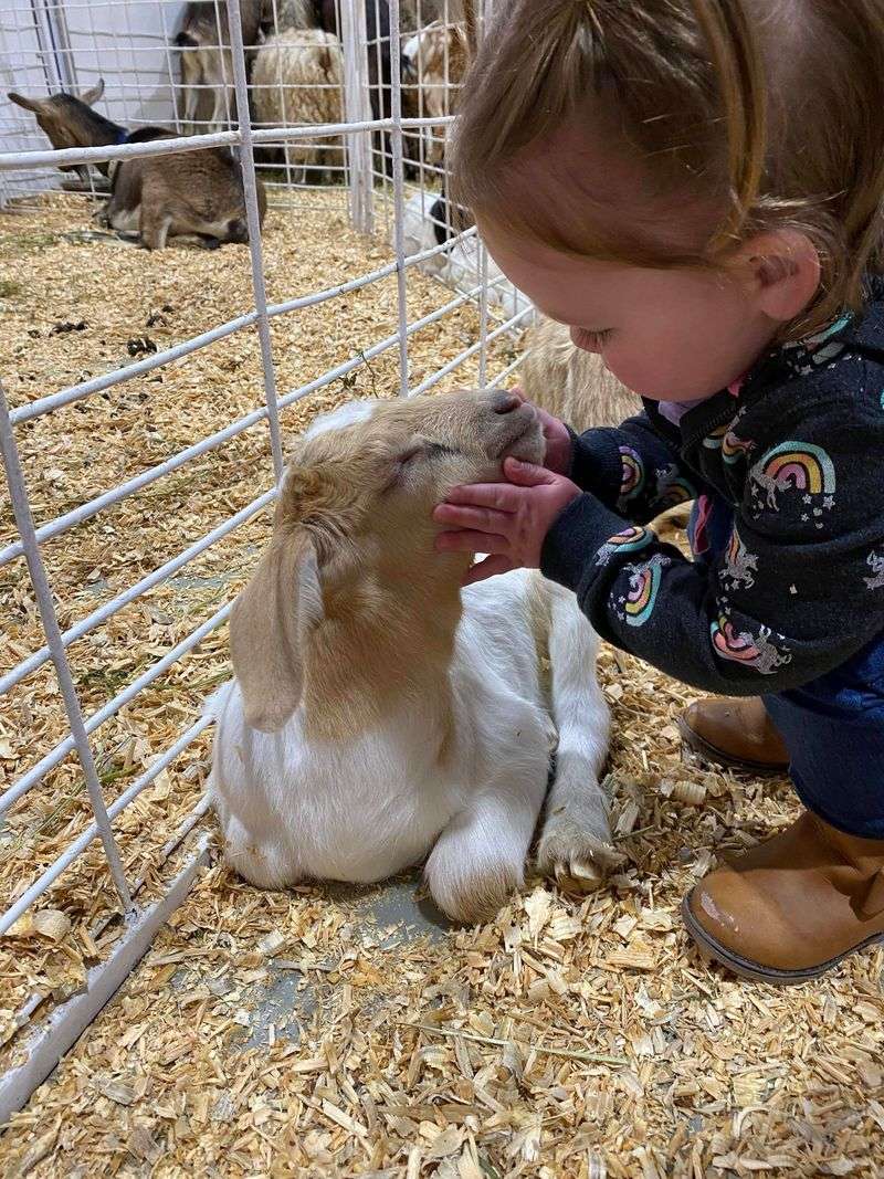 Feeding Farm Animals